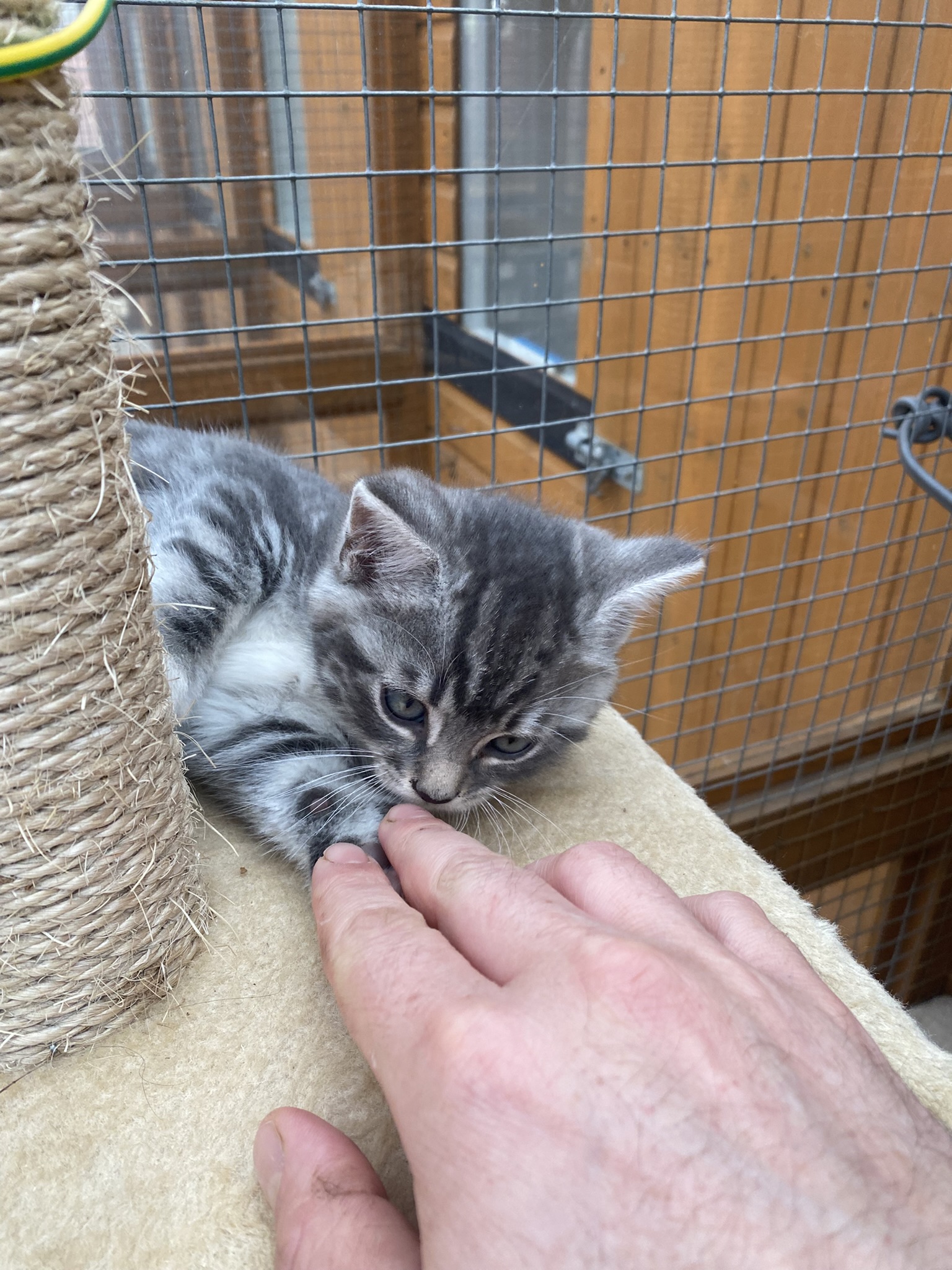 Cat in a cosy setting