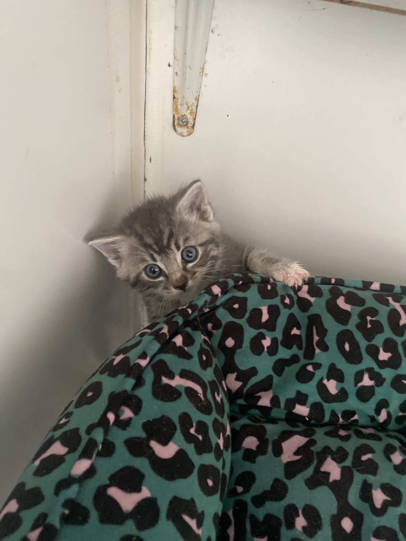 Kitten peeking from bed
