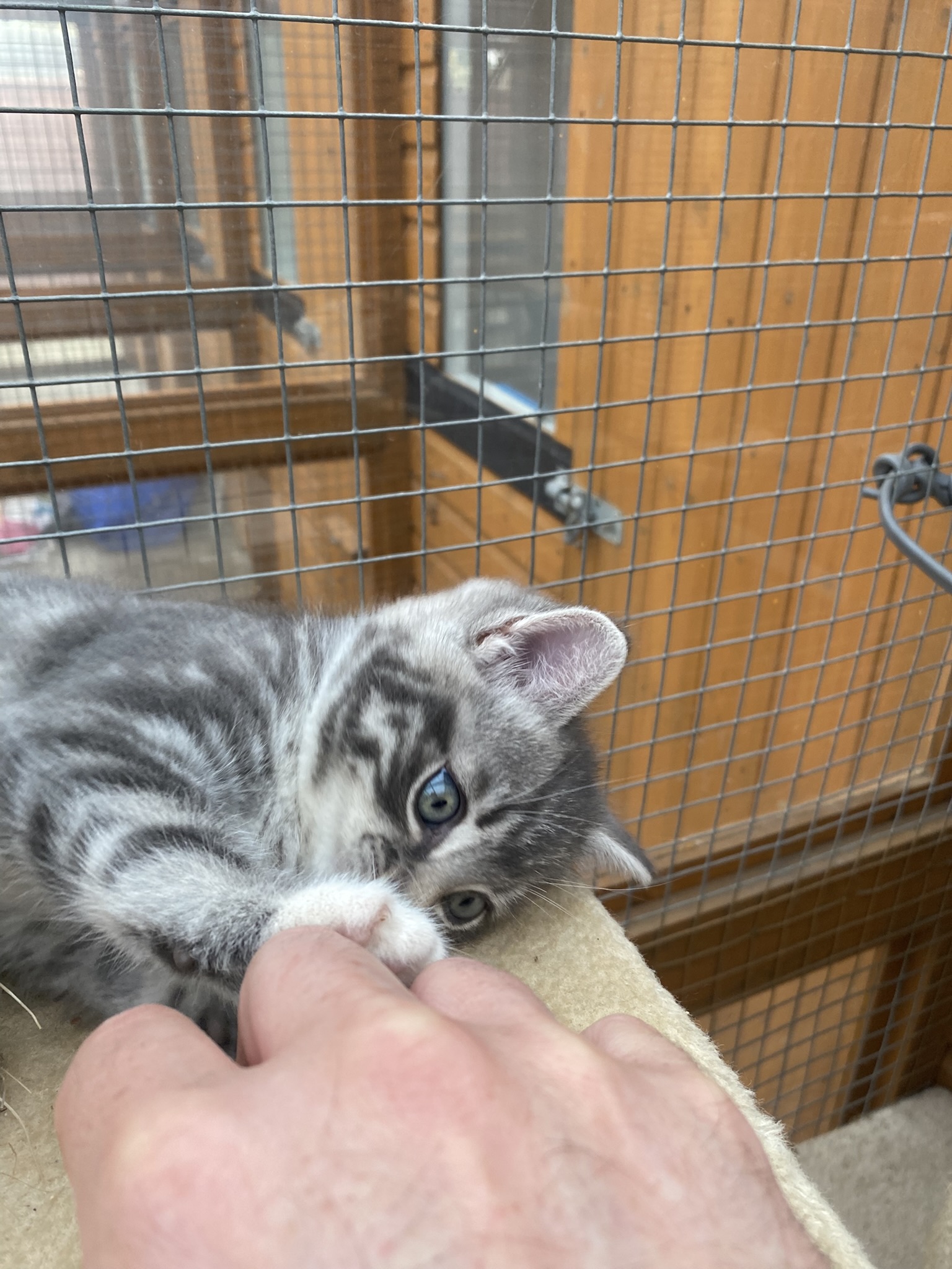 Warm interior of our cattery
