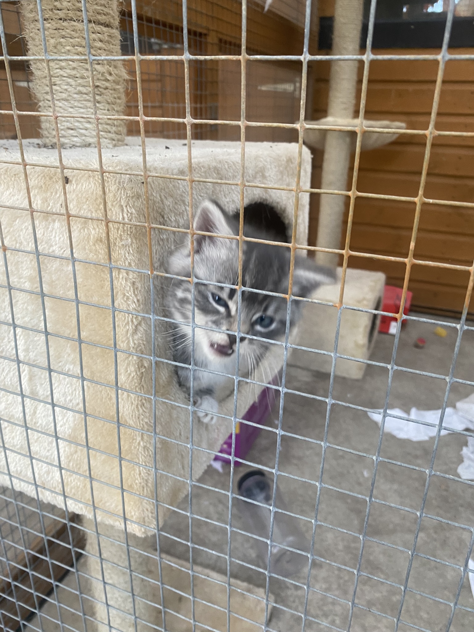 Entrance to Meowtown Cattery chalets, Cambridge