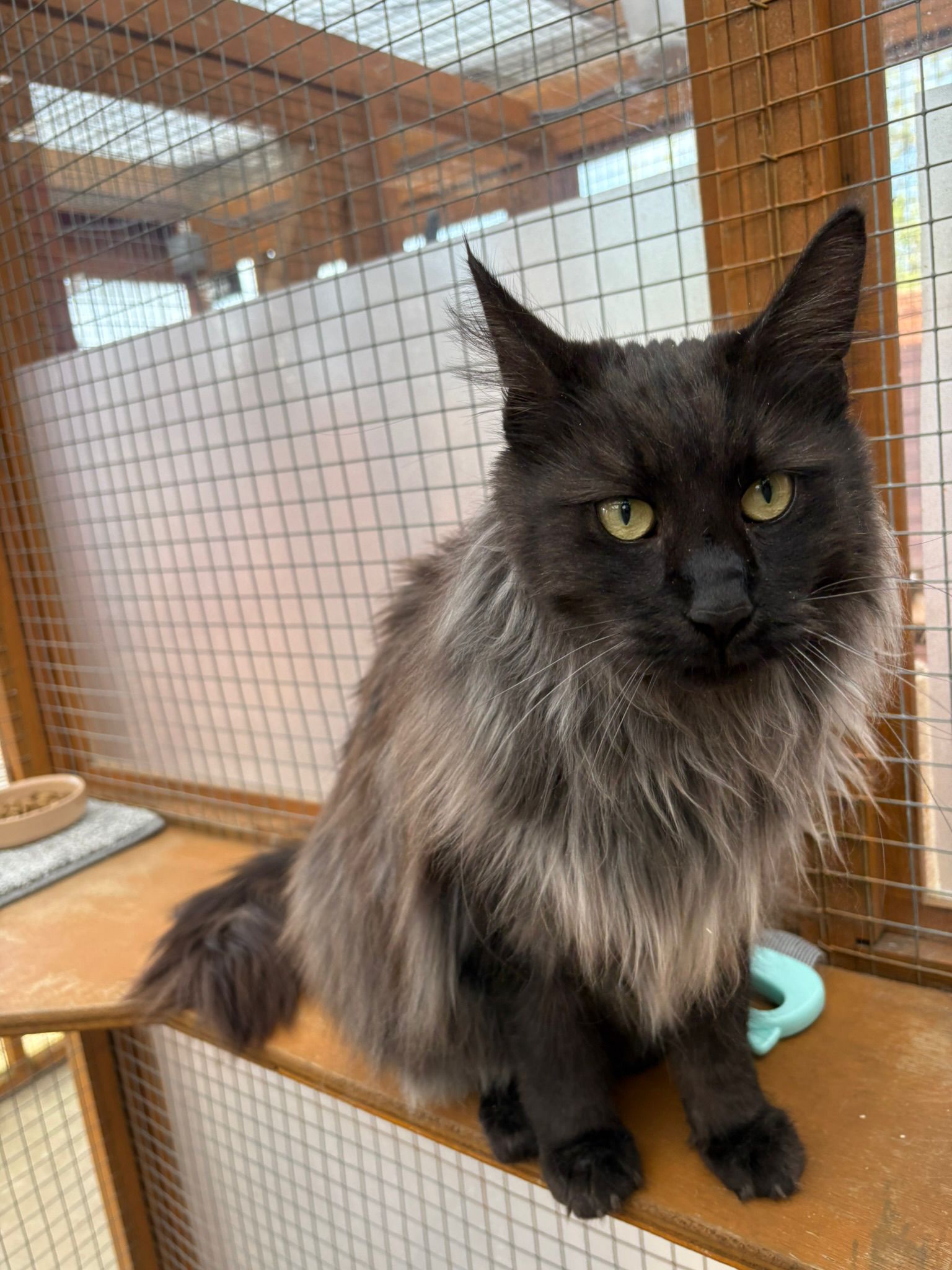 Black Maine Coon cat portrait at Meowtown Cattery