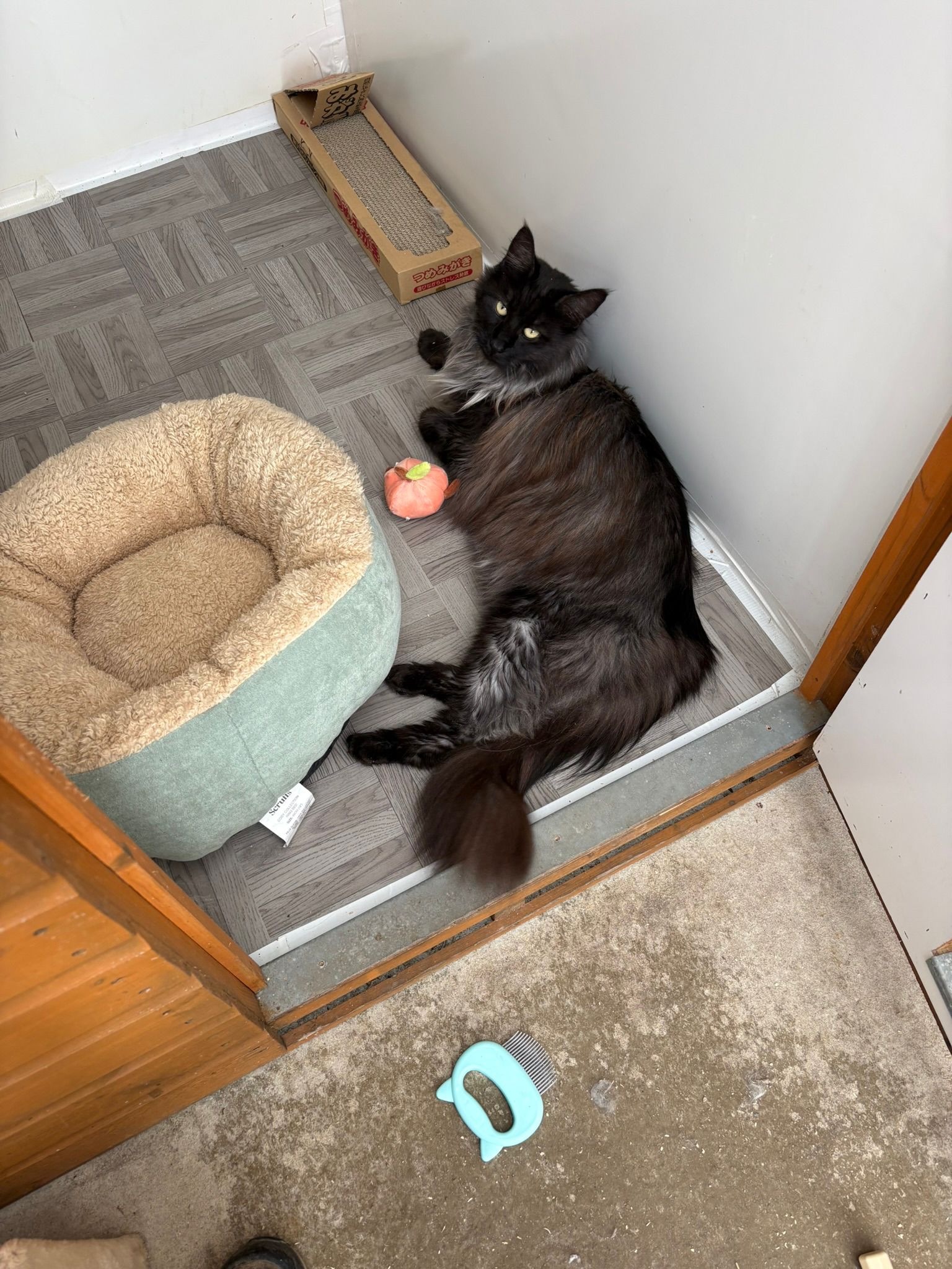 Maine Coon cat sleeping contentedly in a heated chalet at Meowtown