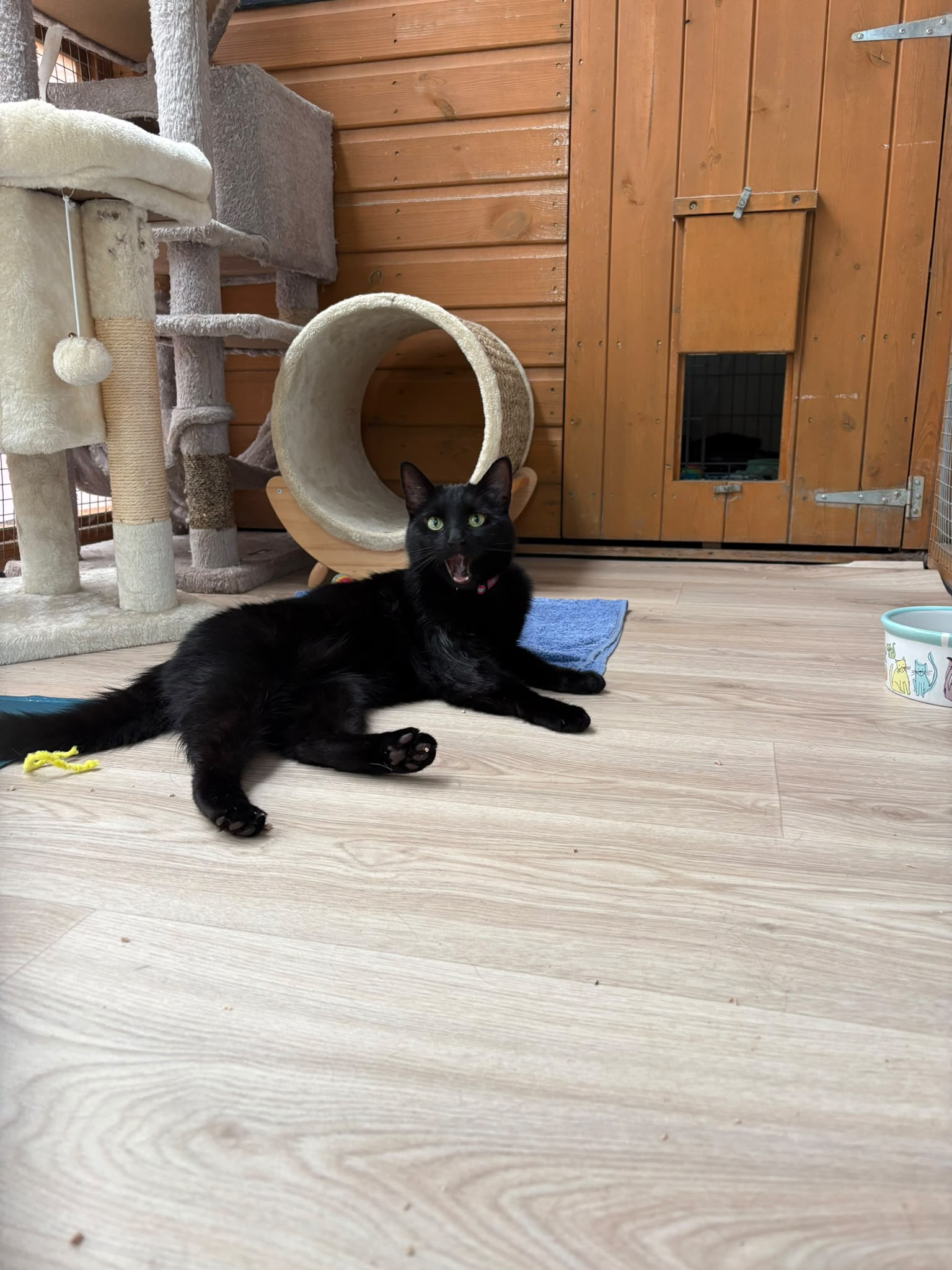 Black cat lounging in its run at Meowtown