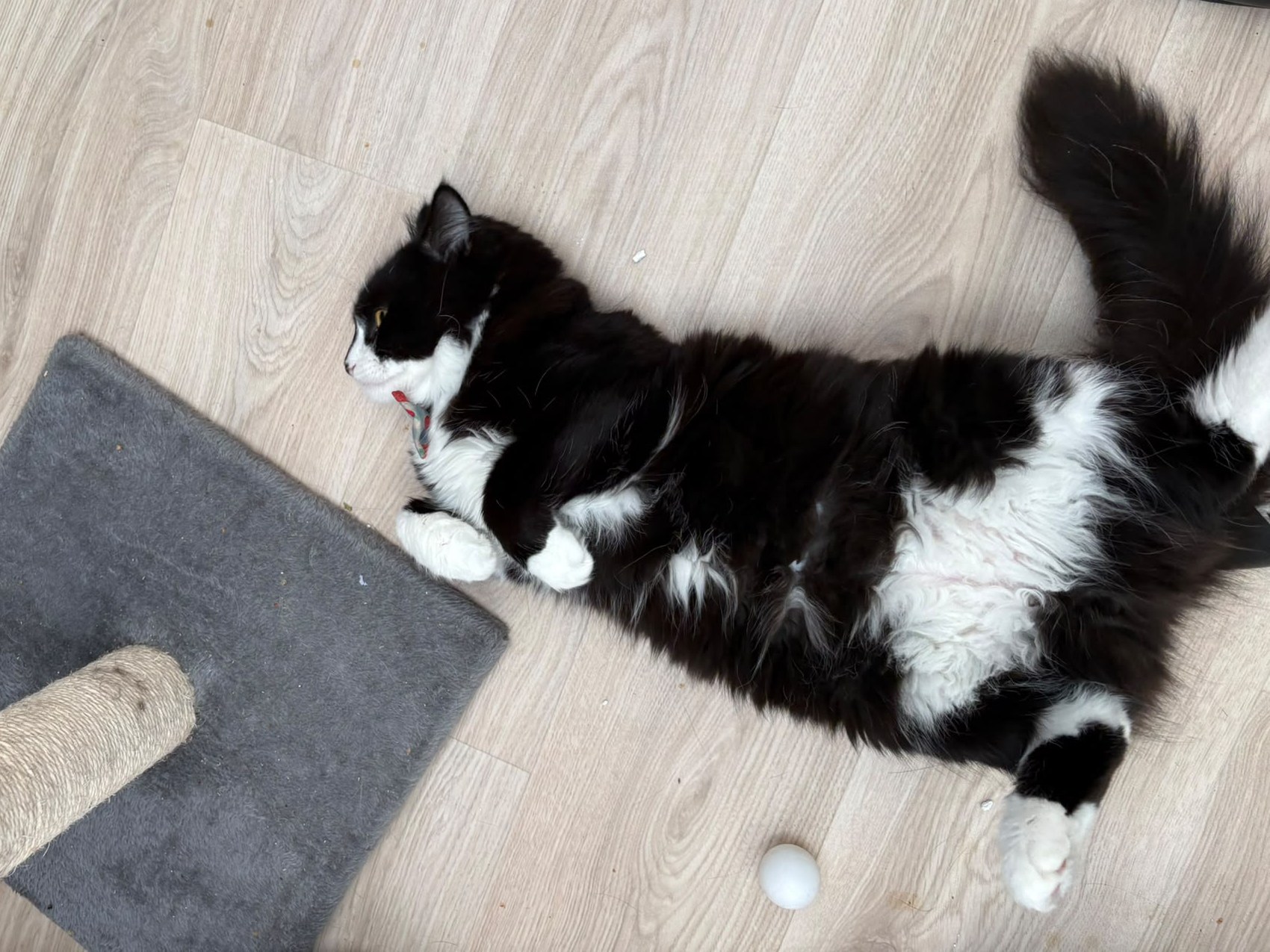 Black and white longhaired cat enjoying its run at Meowtown Cattery