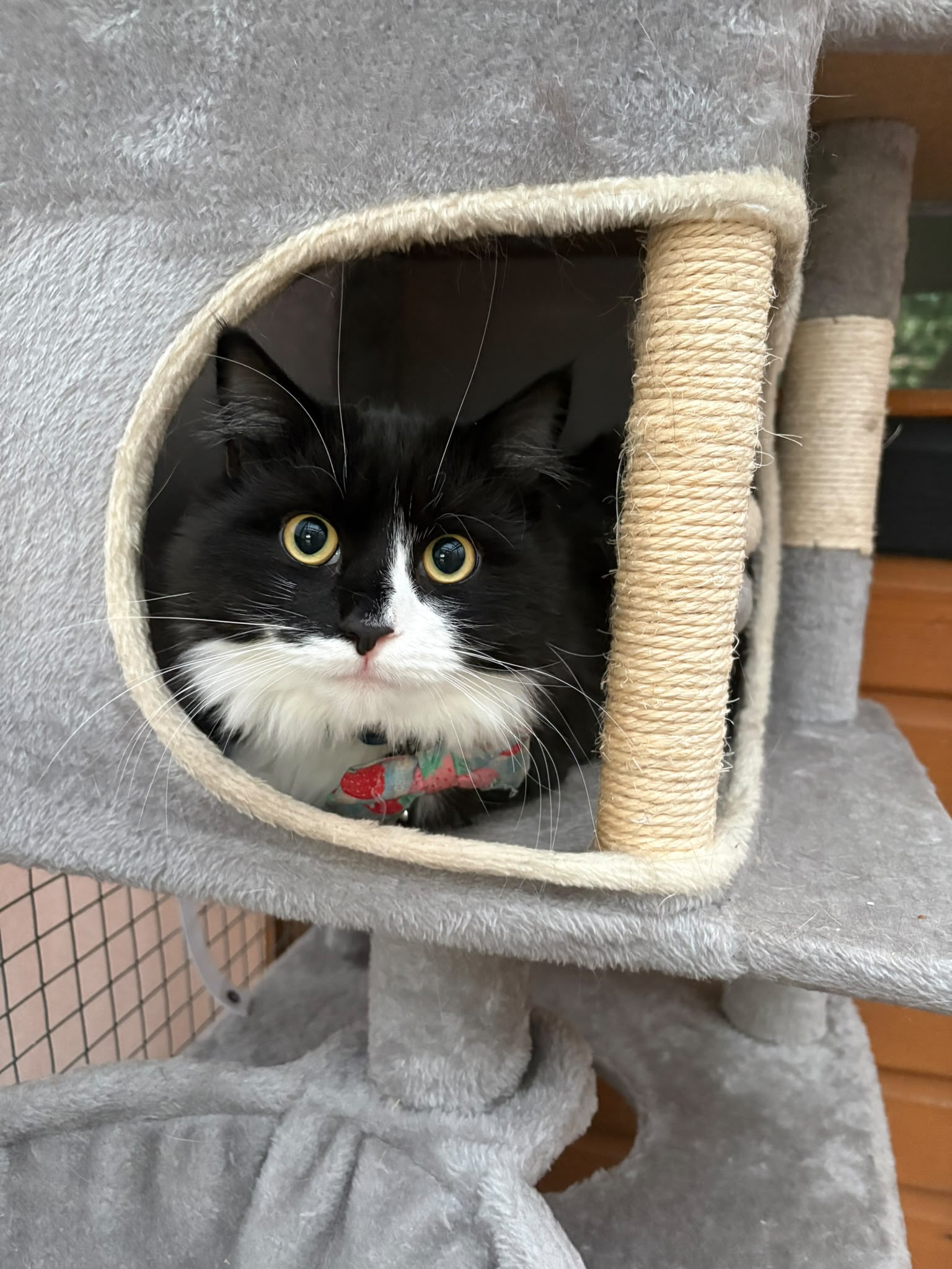 Black and white longhaired cat peeking out of a cat tree hideaway at Meowtown