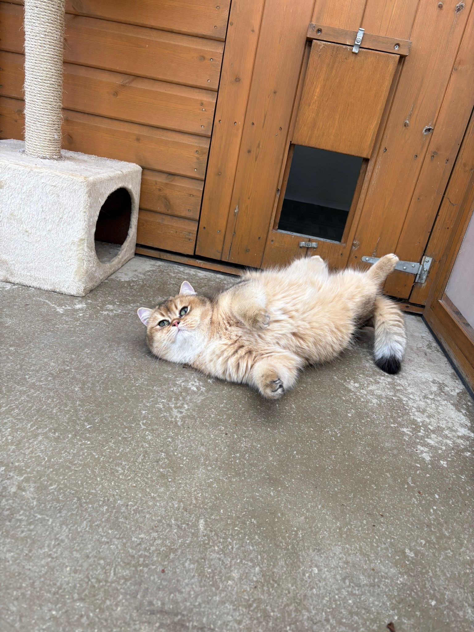 Golden British Shorthair enjoying its run at Meowtown Cattery