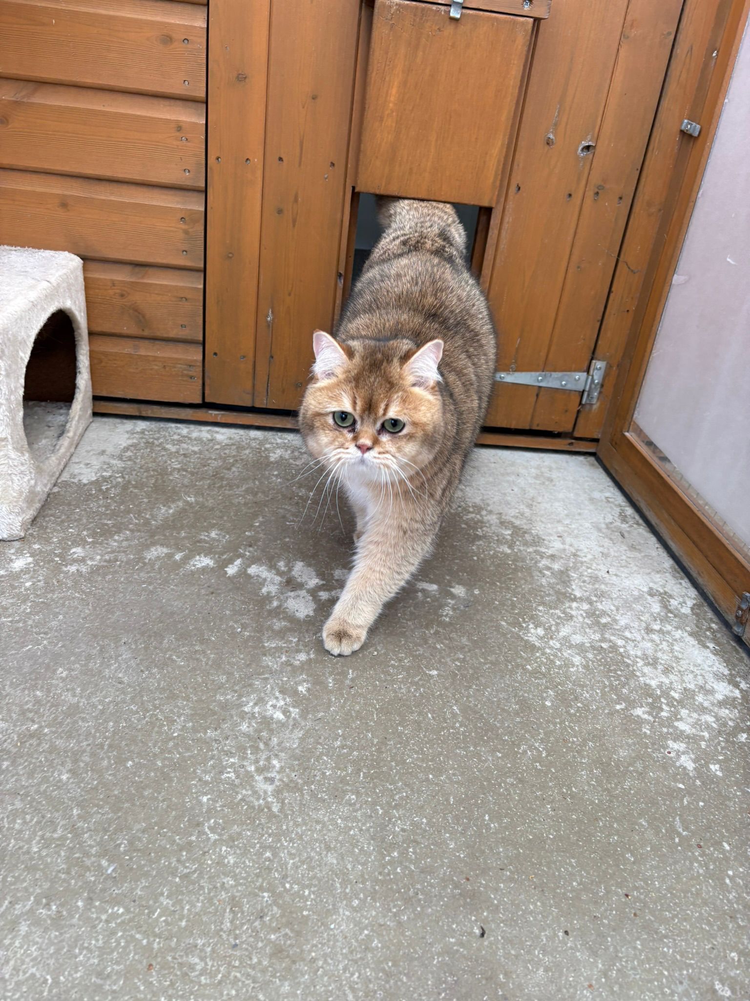 Golden British Shorthair exploring its run at Meowtown