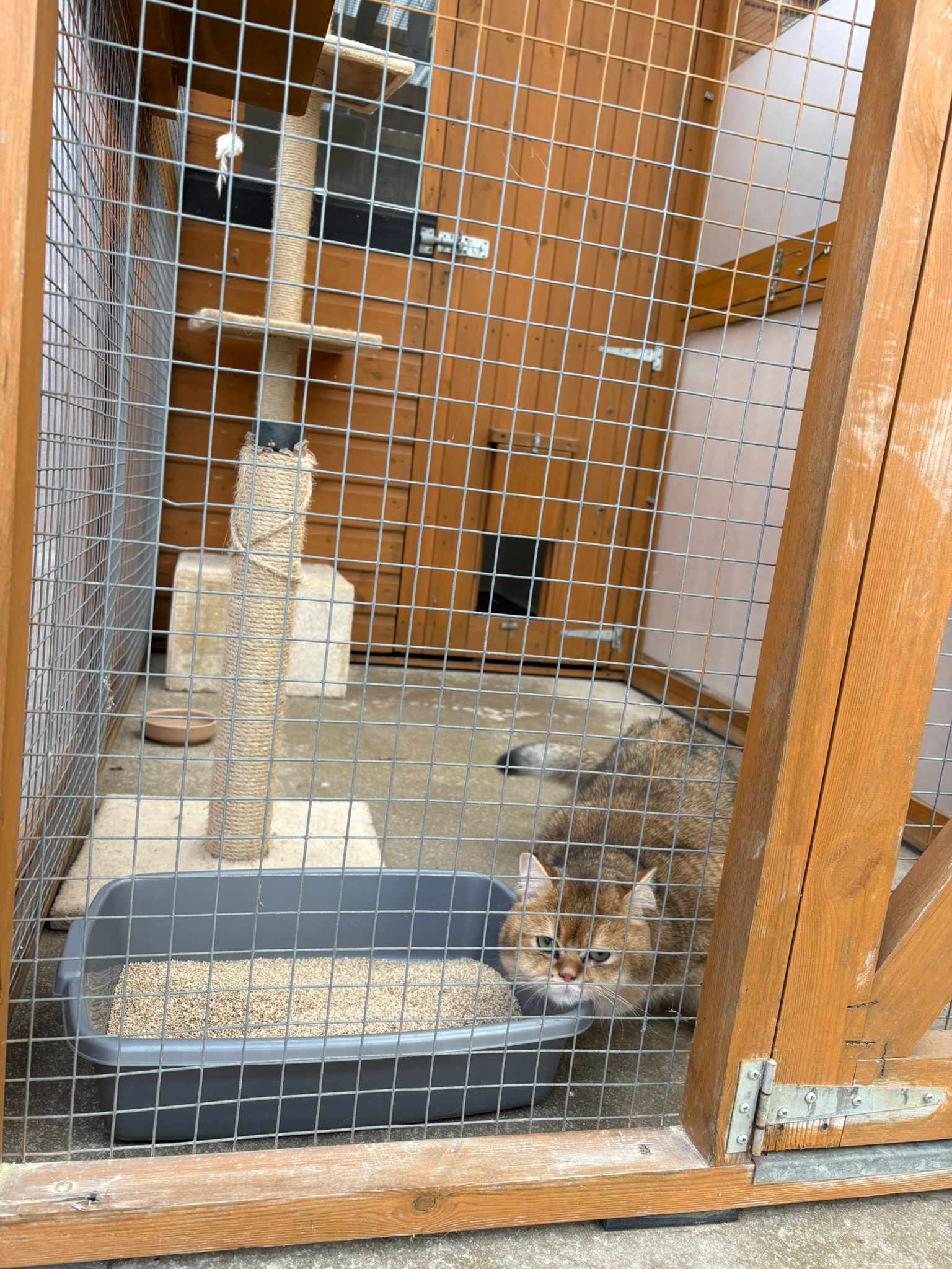 Tabby cat in its run at Meowtown Cattery