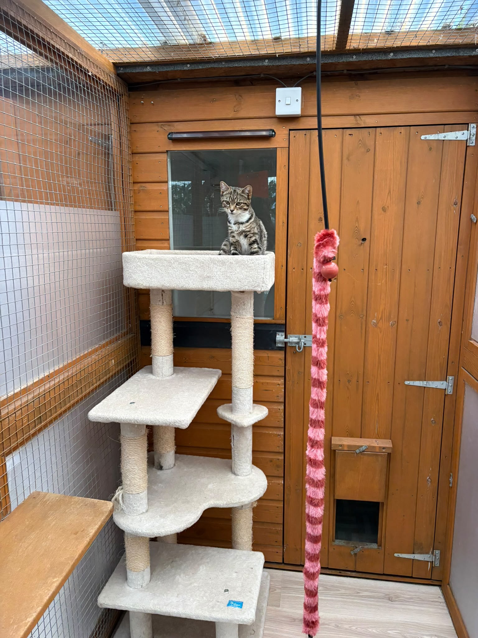 Tabby kitten on a cat tree outside its chalet at Meowtown Cattery, Cambridge